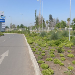 141_lidercolina7